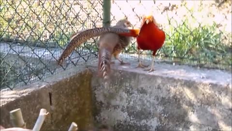 Exotic Bird Beautiful Golden Pheasants and Wading Birds