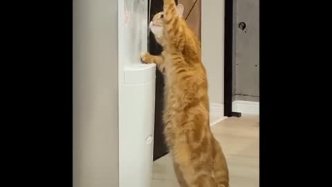 Dog & cat fascinated by mouse caught in live trap cage