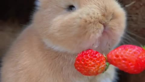 rabbit eating red strawberry