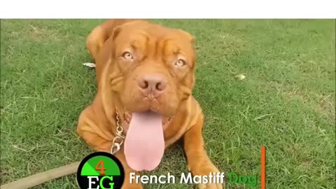 world ranking #08 expensive dogs - French mastiff #shorts