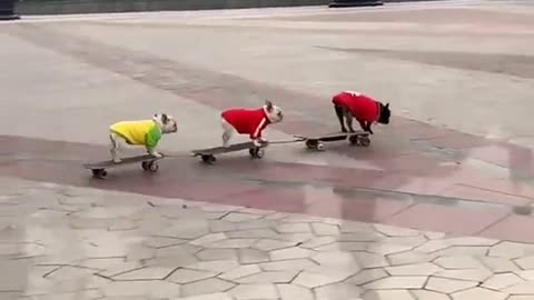 French Bulldogs Skating