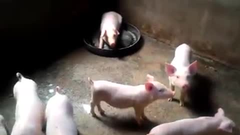 Cute pigs - Cute pigs 50 days old