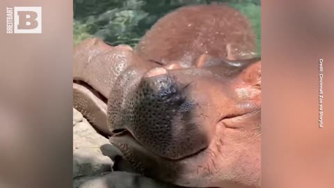 HUNGRY HUNGRY HIPPOS! Fritz the Hippo Gets Watermelon Treat for 1st Birthday
