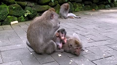 Devoted Mother Monkey Uses Baby's Tail To Keep It Close To Her