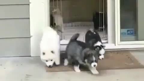 The clever dog opened the door and showed the friends to play
