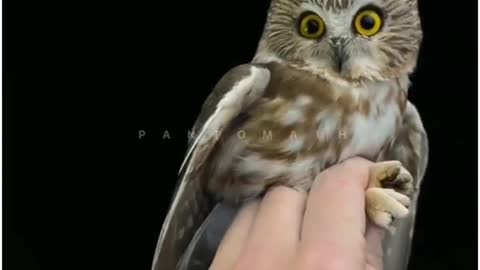 Owl at 360°