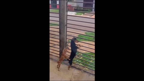 Cat and Dog Funny Moments