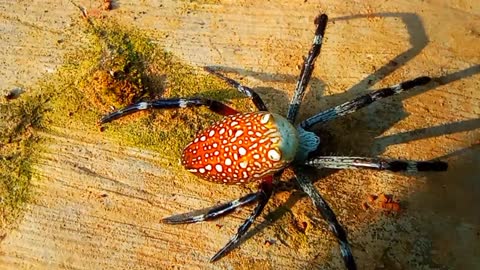 Seeing the Activities of Tree Spiders in Indonesia Closer