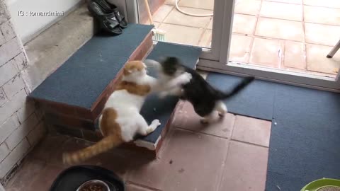 Cat Fight Compilation Video _ 4K_js 3