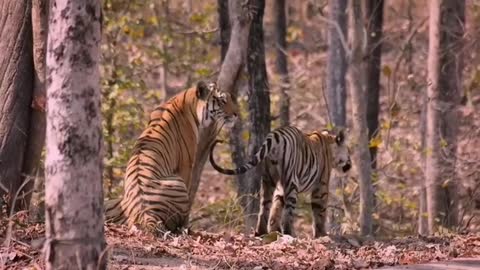 Khursapar Pench Female tigress To cubs