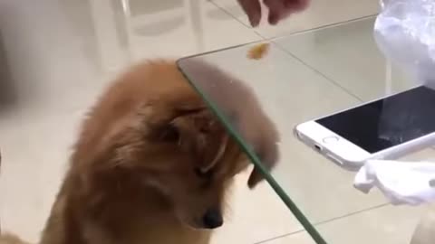 dog is looking for piece of biscuit 😂😂😂 funny dog video #short #shorts
