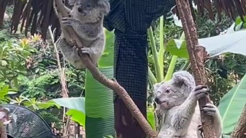 Cute Koala