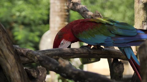 macaw parrot feeding on a branch