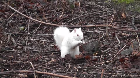 White Squirrel Edinburgh