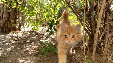 Tiny Paws and Playful Days: Baby Kittens Unleashed