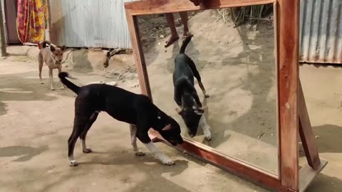Funny Dog🤣 fighting with the mirror