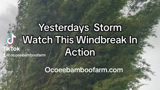 Ocoee Bamboo Farm 407-777-4897 - Windbreak In Storm Video