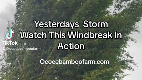 Ocoee Bamboo Farm 407-777-4897 - Windbreak In Storm Video