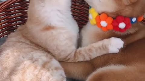 Precious kitten lovingly gives kisses to puppy best friend