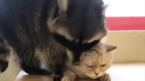 Raccoon vs Catnip