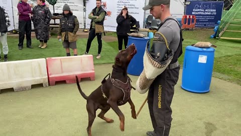 Dog training video to trand bssf