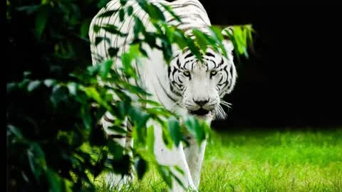 Fact about white tiger