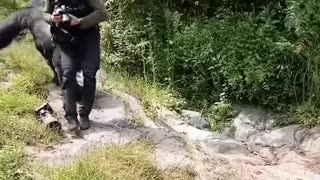 Gorillas walk by Human