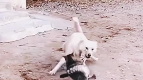 Animal funny video ""What a funny video cat vs 2 dogs fight🤣😂""