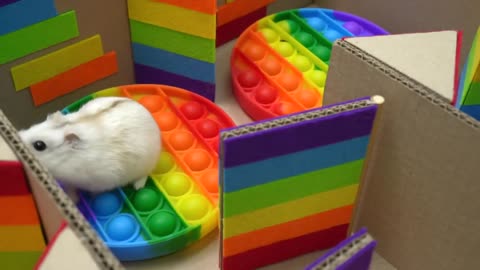 🐹 Hamster Escapes the Pop It Maze for Pets in real life 🐹 Homura Ham-14