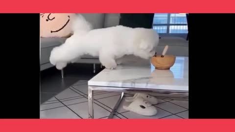 Crazy Dogs & Cats Compilation