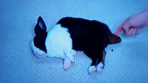 Sleeping Bunny Refuse Ejection Mechanism