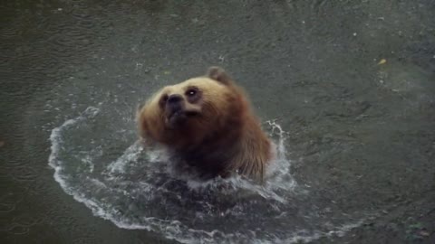 brown bear swimming in water