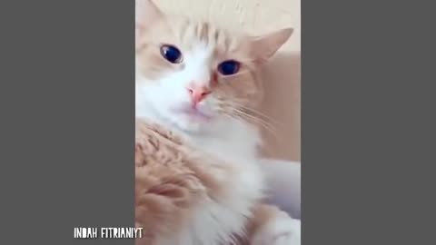 Funny Cat Fails - 5 Minutes 2 Laugh