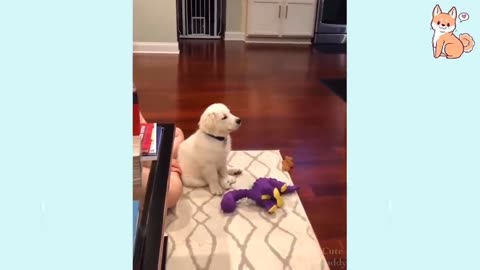 Puppy Cute Reaction 🤔.