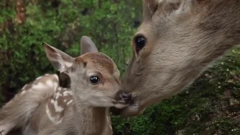 Deer 🦌 kids very nice animal