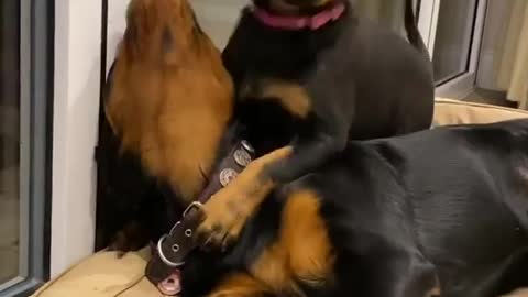 Rottweiler puppies