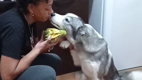 Guilty Husky Talks Back About Taking Food