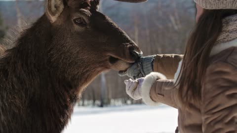 Deer eating something