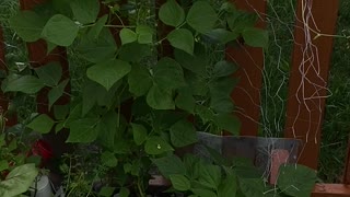 Growing green beans in your garden using chicken wire