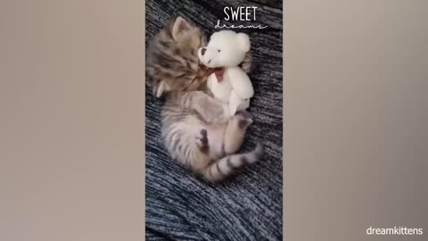 You Laugh You Lose 😂Videos of funny cats and kittens for a good mood!