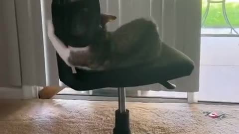 Tail Chasing Cat Takes a Tumble