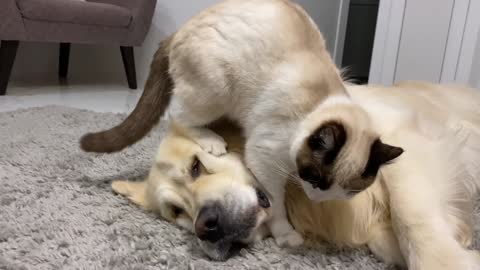 Funny Golden Retriever Reacts to a Cat Massage