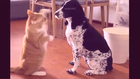 Best funny animal video 2022😂funniest dogs and cats