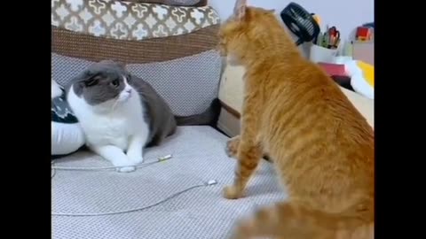 Funny animal video cat fight cute cat fight with other