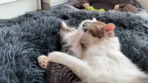 Mom Cat Plays with Her Son Tiny Kitten