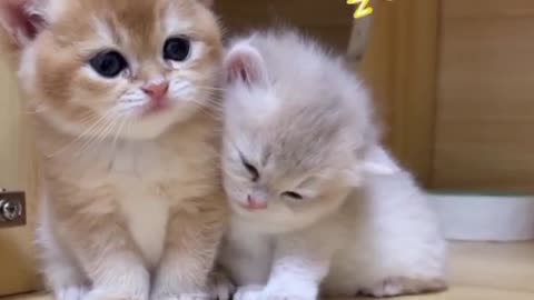 You have to have someone to accompany you when you doze off, so cute,Cats heal emotional kittens