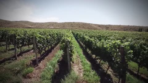 Fuerza en movimiento presenta: Argentina, Industria del vino.