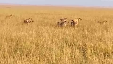Hyena take Advantage of opportunity To knock out Lion was Exhausted in battle with Giraffe