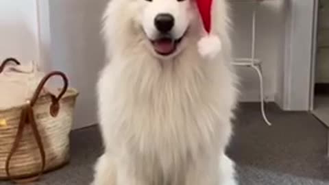 cute dog, new year