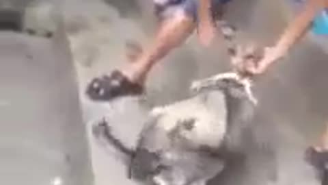 Dog brutally beaten - Aghast